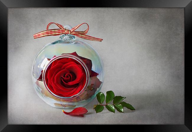 Single Red Rose Framed Print by Jacky Parker