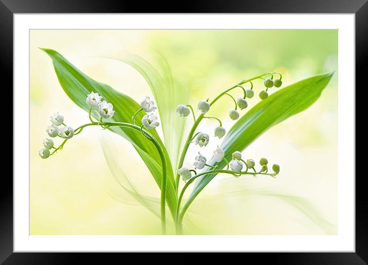 Spring white Lily of the valley flowers Framed Mounted Print by Jacky Parker
