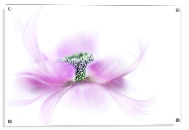 Spring Windflower Acrylic by Jacky Parker
