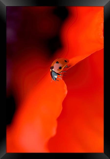 Lady in Red Framed Print by Jacky Parker