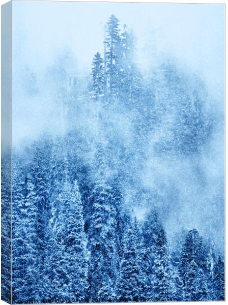Winter Trees Canvas Print by Svetlana Sewell