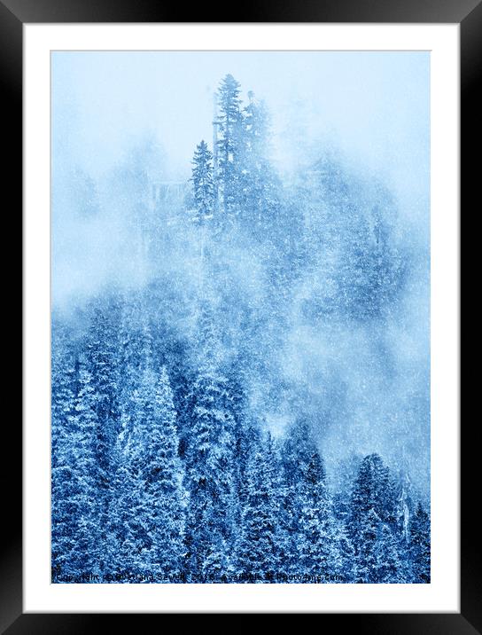 Winter Trees Framed Mounted Print by Svetlana Sewell