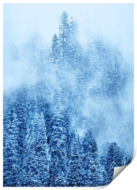 Winter Trees Print by Svetlana Sewell