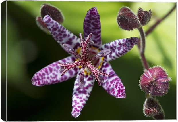 Toad Lily - Tricyrtis hirta Canvas Print by Mike Gorton