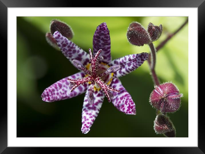 Purple Toad Lily - Tricyrtis Hirta Framed Mounted Print by Mike Gorton