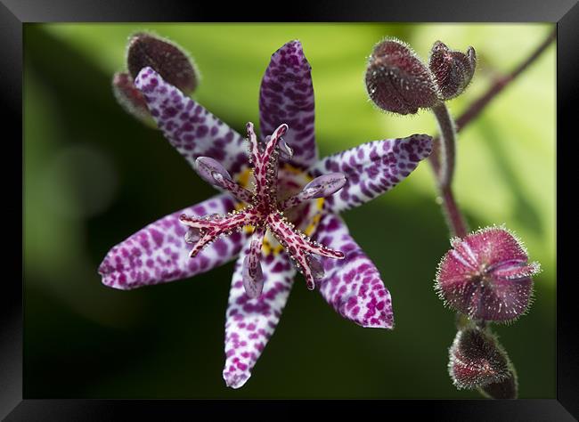 Purple Toad Lily - Tricyrtis Hirta Framed Print by Mike Gorton