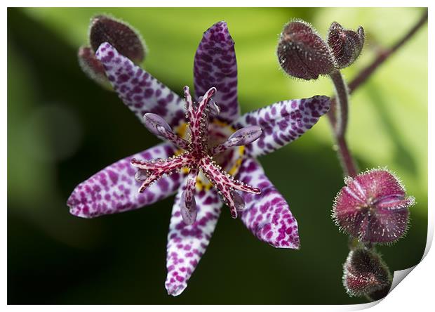 Purple Toad Lily - Tricyrtis Hirta Print by Mike Gorton