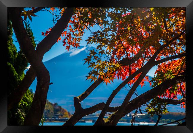 Mt Fuji and Japanese maple trees Framed Print by Kevin Livingstone