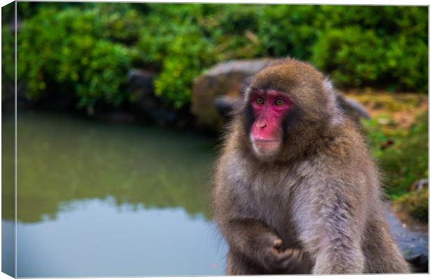 Japanese macaque (snow monkey), Kyoto, Japan. Canvas Print by Kevin Livingstone