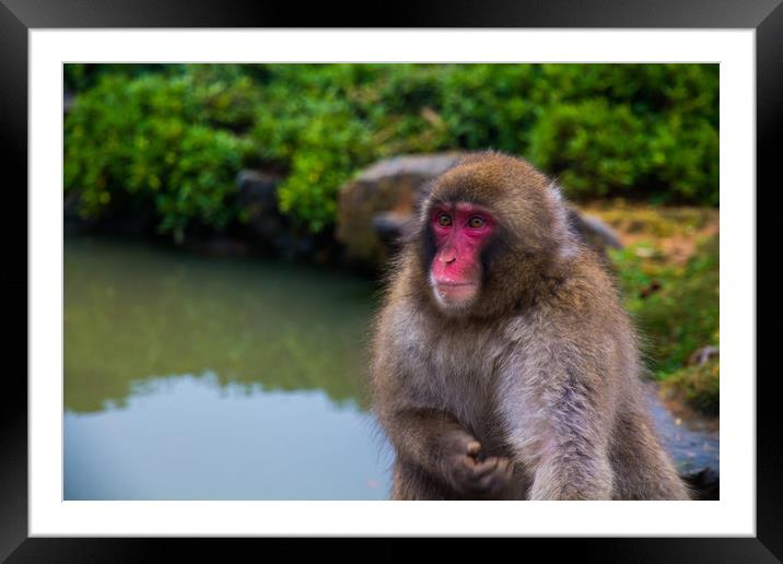 Japanese macaque (snow monkey), Kyoto, Japan. Framed Mounted Print by Kevin Livingstone
