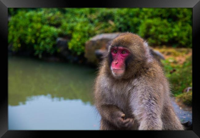 Japanese macaque (snow monkey), Kyoto, Japan. Framed Print by Kevin Livingstone