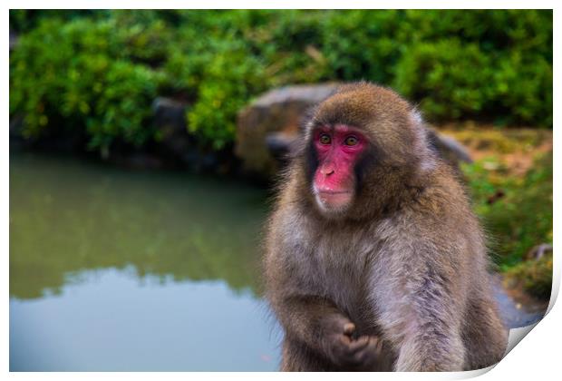 Japanese macaque (snow monkey), Kyoto, Japan. Print by Kevin Livingstone