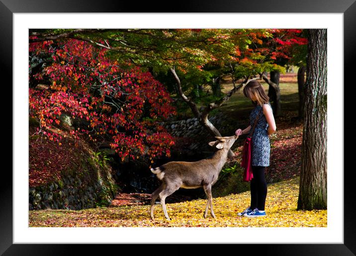 Feeding the hungry deer, Nara, Japan Framed Mounted Print by Kevin Livingstone