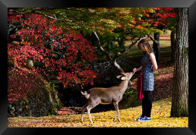 Feeding the hungry deer, Nara, Japan Framed Print by Kevin Livingstone