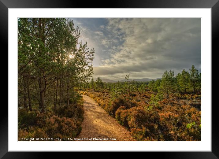 Morning Walk in Abernethy Forest Framed Mounted Print by Robert Murray