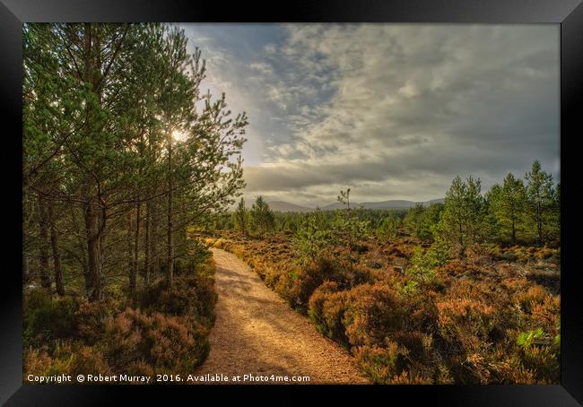 Morning Walk in Abernethy Forest Framed Print by Robert Murray
