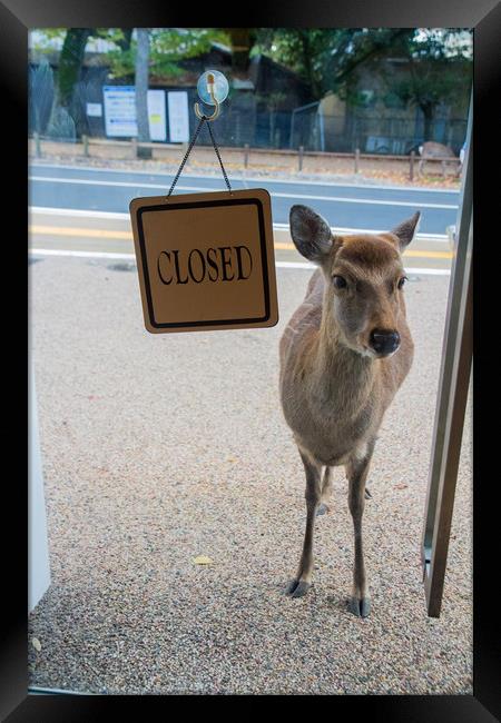 No deer allowed! Framed Print by Kevin Livingstone