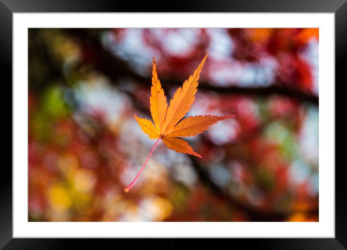 Autumn leaf hangs from a spiders thread Framed Mounted Print by Kevin Livingstone