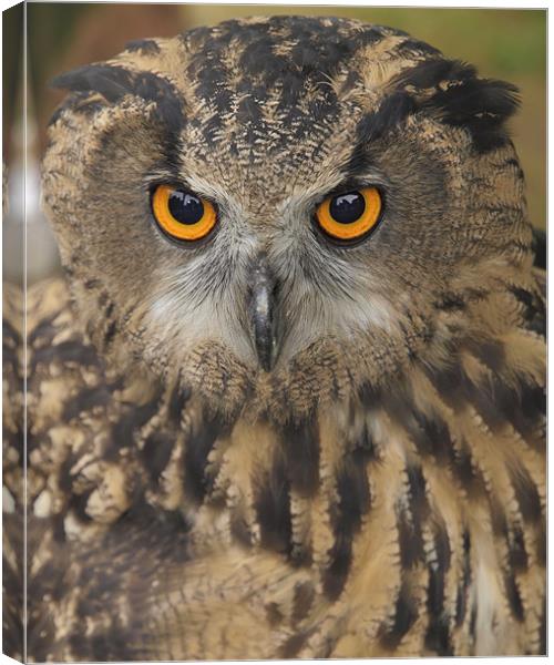 Eagle Owl Canvas Print by Nic Christie