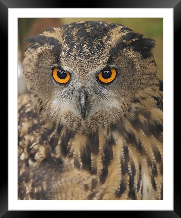 Eagle Owl Framed Mounted Print by Nic Christie