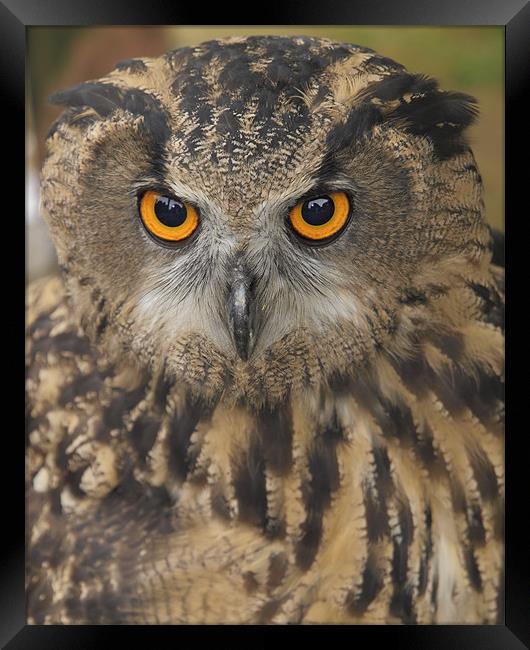Eagle Owl Framed Print by Nic Christie