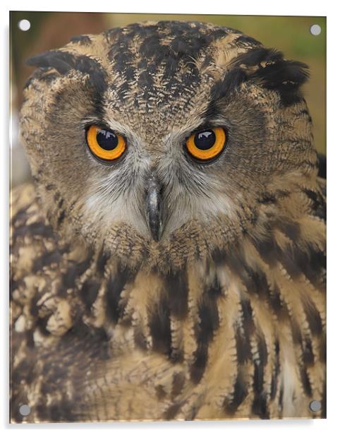 Eagle Owl Acrylic by Nic Christie