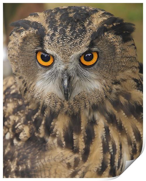 Eagle Owl Print by Nic Christie