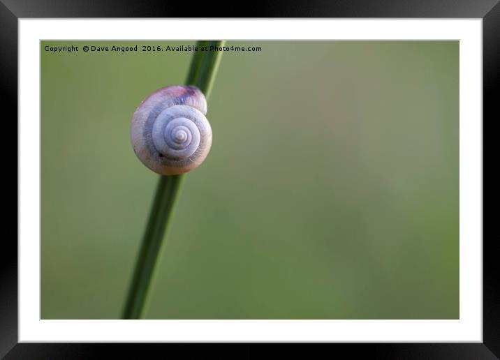 Lonesome Snail Framed Mounted Print by Dave Angood