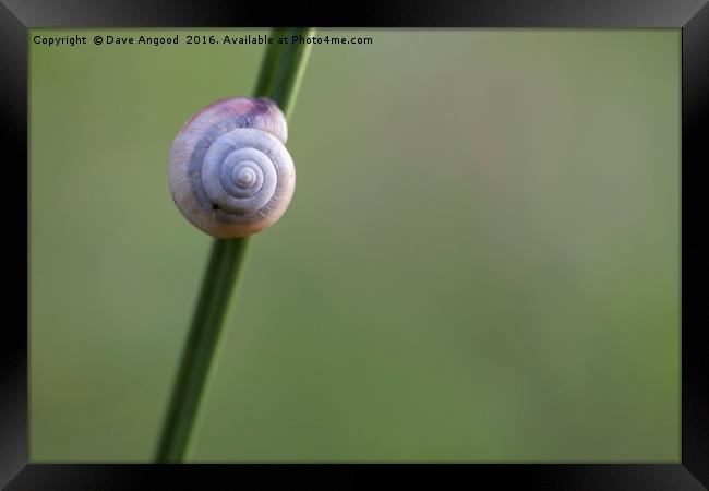 Lonesome Snail Framed Print by Dave Angood