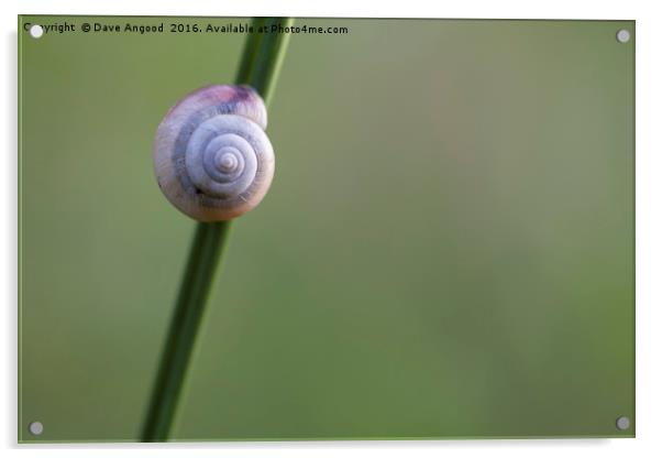 Lonesome Snail Acrylic by Dave Angood