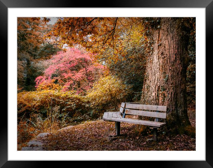Seated in Autumn  Framed Mounted Print by Purple OneTwoEight