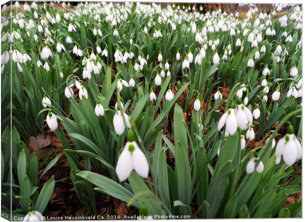 Snowdrops naturalized in a woodland Canvas Print by Louise Heusinkveld