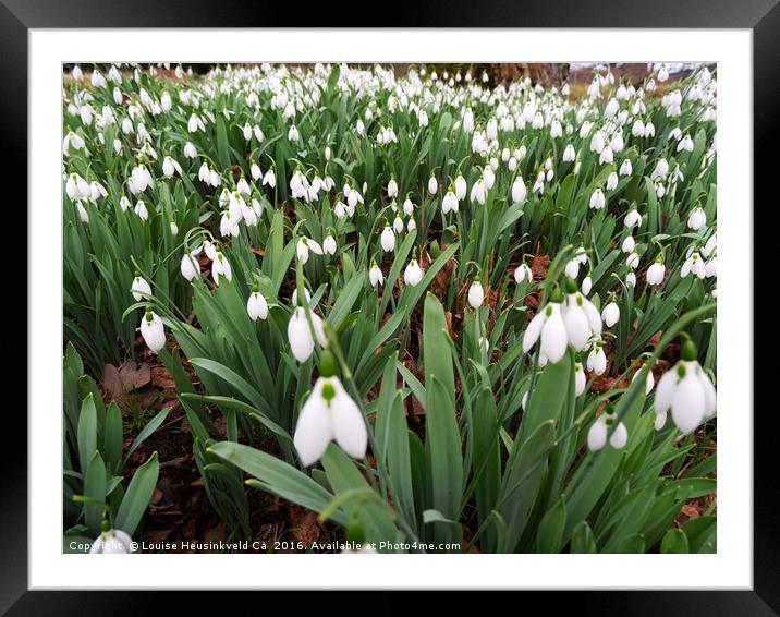 Snowdrops naturalized in a woodland Framed Mounted Print by Louise Heusinkveld