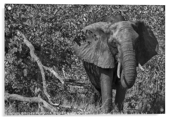 Lonely elephant Acrylic by Richard West