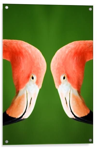 Flamingo Acrylic by Ian Jeffrey