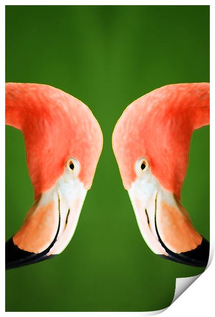 Flamingo Print by Ian Jeffrey