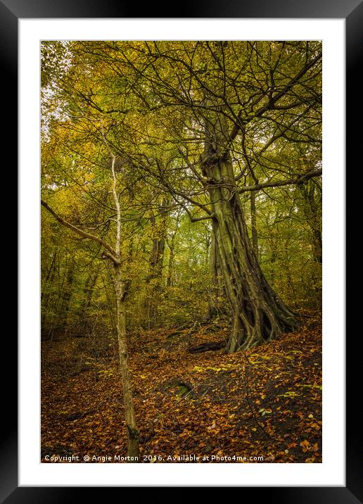Autumn in Loxley Valley Framed Mounted Print by Angie Morton