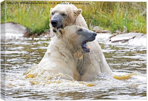 Polarbear's Play Fighting in Lake Canvas Print by Martin Kemp Wildlife
