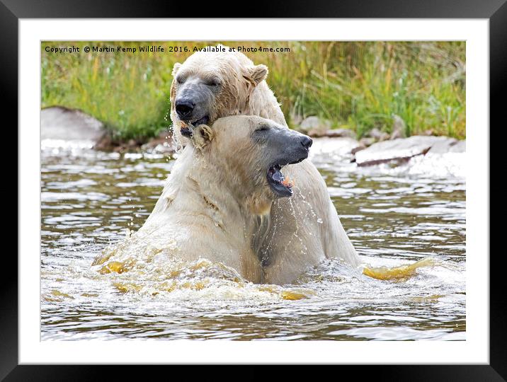 Polarbear's Play Fighting in Lake Framed Mounted Print by Martin Kemp Wildlife