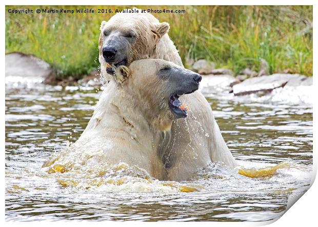 Polarbear's Play Fighting in Lake Print by Martin Kemp Wildlife