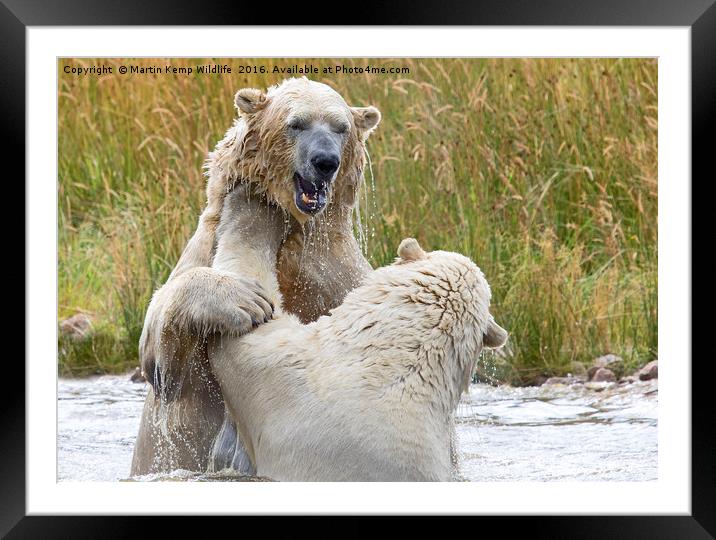Male Polarbear Playing in Lake Framed Mounted Print by Martin Kemp Wildlife