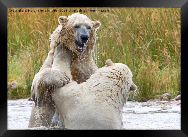 Male Polarbear Playing in Lake Framed Print by Martin Kemp Wildlife