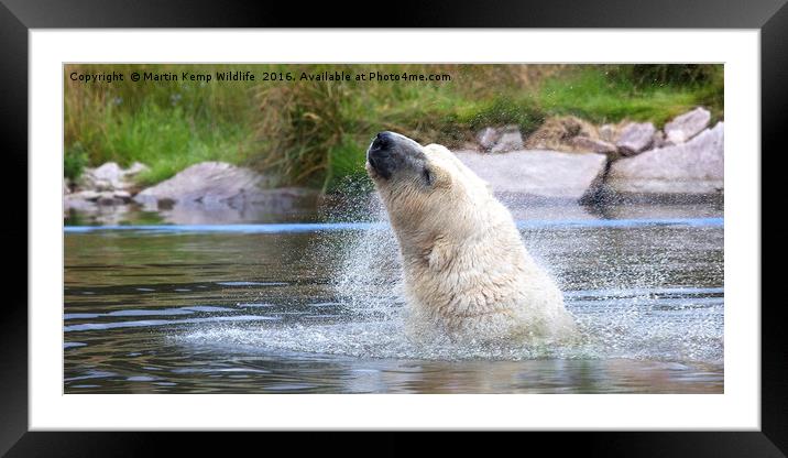 Polarbear Having a Shake in the Lake Framed Mounted Print by Martin Kemp Wildlife