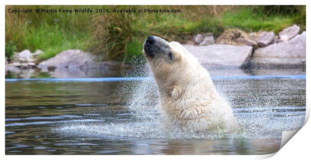 Polarbear Having a Shake in the Lake Print by Martin Kemp Wildlife