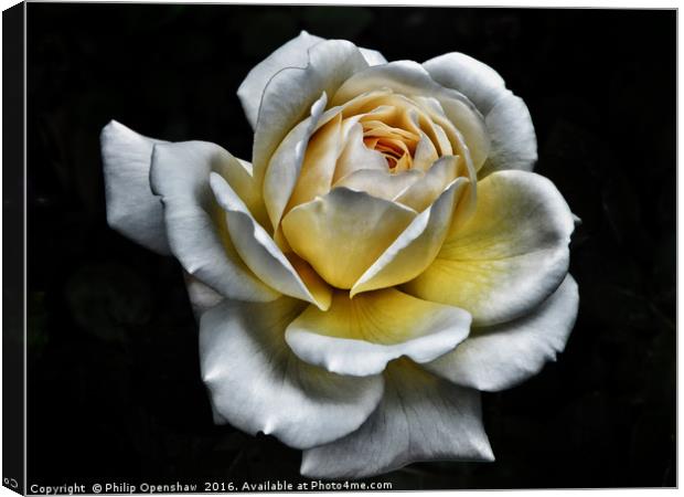White Rose - Yellow Centre  Canvas Print by Philip Openshaw