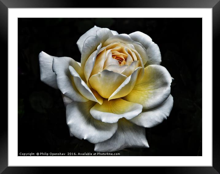White Rose - Yellow Centre  Framed Mounted Print by Philip Openshaw