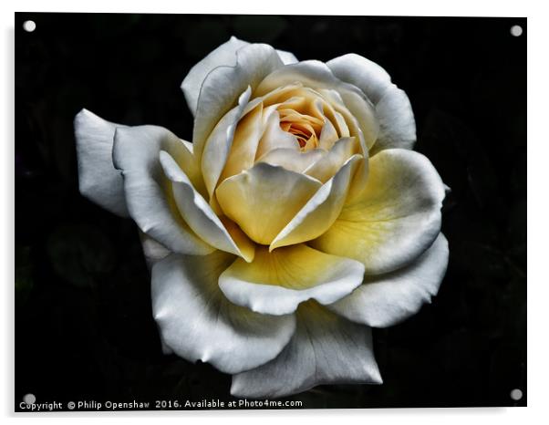 White Rose - Yellow Centre  Acrylic by Philip Openshaw