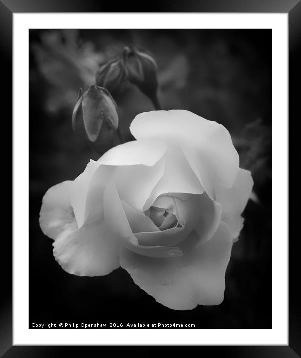 Monochrome Rose Framed Mounted Print by Philip Openshaw