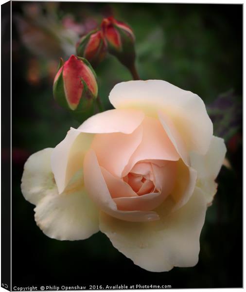 Pink Budding Rose Canvas Print by Philip Openshaw
