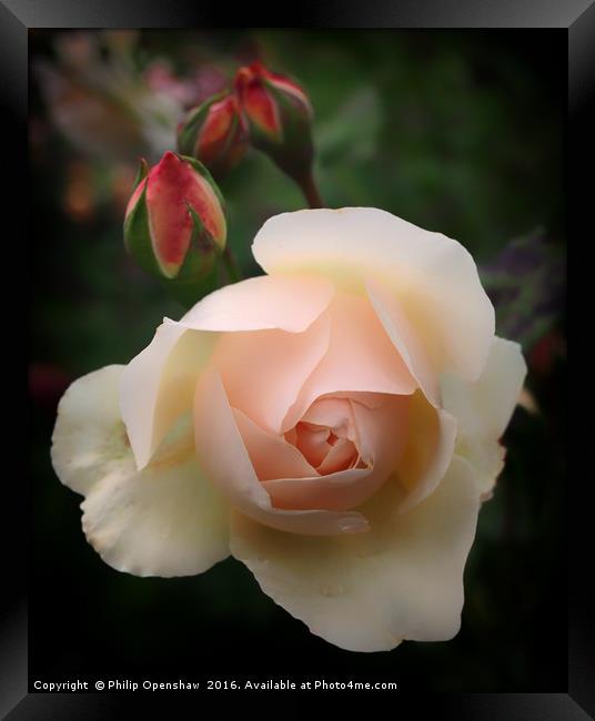 Pink Budding Rose Framed Print by Philip Openshaw